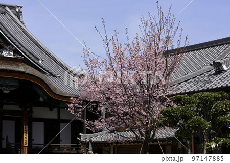 清浄華院　蜂須賀桜 97147885