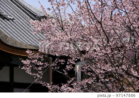 清浄華院 蜂須賀桜 清浄華院 蜂須賀桜 97147886