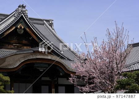 清浄華院 蜂須賀桜 清浄華院 蜂須賀桜 97147887
