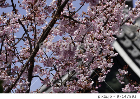 清浄華院　蜂須賀桜 97147893