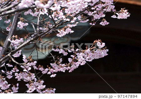 清浄華院 蜂須賀桜 清浄華院 蜂須賀桜 97147894
