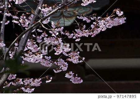 清浄華院　蜂須賀桜 97147895