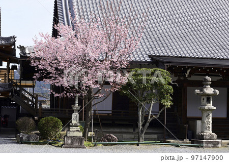 清浄華院 蜂須賀桜 清浄華院 蜂須賀桜 97147900