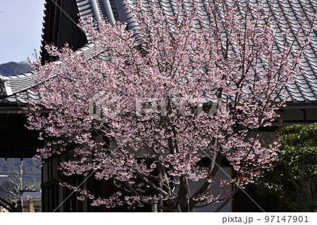 清浄華院 蜂須賀桜 清浄華院 蜂須賀桜 97147901