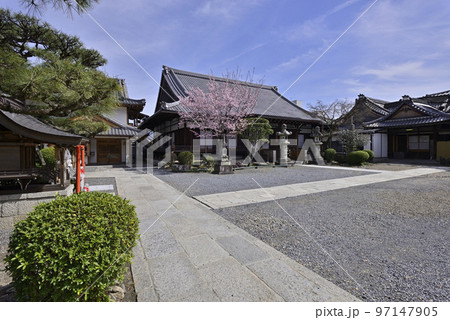 清浄華院　蜂須賀桜 97147905