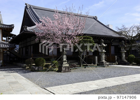 清浄華院 蜂須賀桜 清浄華院 蜂須賀桜 97147906