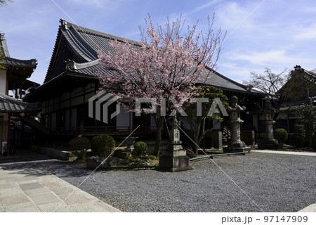 清浄華院 蜂須賀桜 清浄華院 蜂須賀桜 97147909