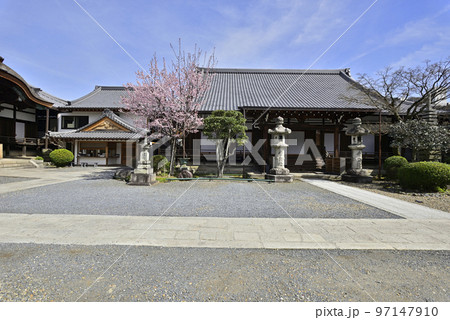 清浄華院　蜂須賀桜 97147910