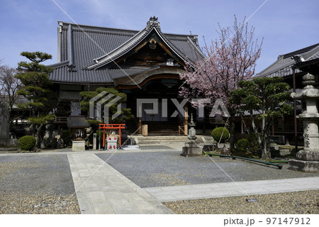 清浄華院 蜂須賀桜 清浄華院 蜂須賀桜 97147912
