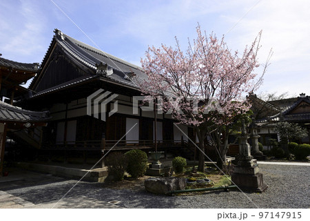 清浄華院　蜂須賀桜 97147915