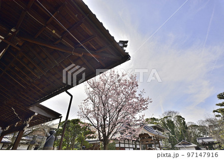 清浄華院　蜂須賀桜 97147916