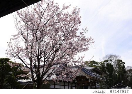 清浄華院 蜂須賀桜 清浄華院 蜂須賀桜 97147917