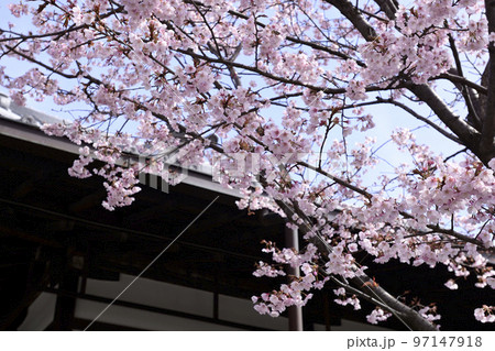 清浄華院 蜂須賀桜 清浄華院 蜂須賀桜 97147918