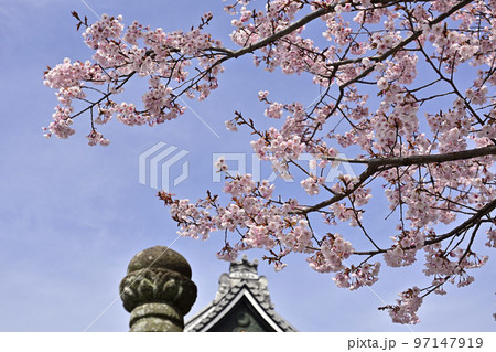 清浄華院　蜂須賀桜 97147919