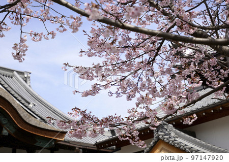 清浄華院　蜂須賀桜 97147920