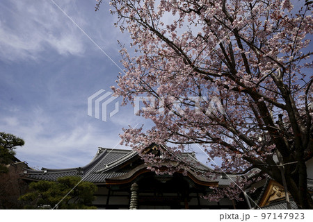 清浄華院　蜂須賀桜 97147923