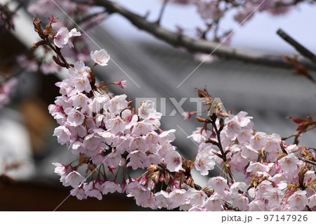 清浄華院　蜂須賀桜 97147926