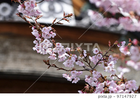 清浄華院　蜂須賀桜 97147927