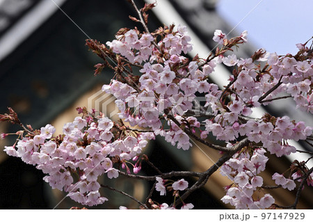 清浄華院　蜂須賀桜 97147929