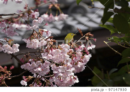 清浄華院　蜂須賀桜 97147930