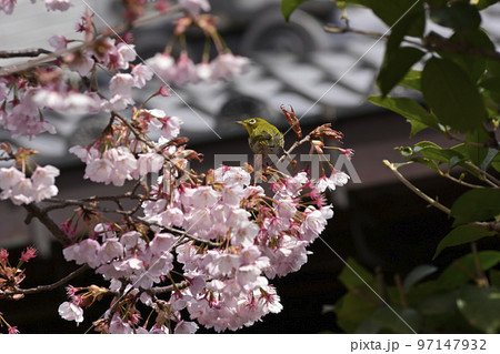 清浄華院 蜂須賀桜 清浄華院 蜂須賀桜 97147932