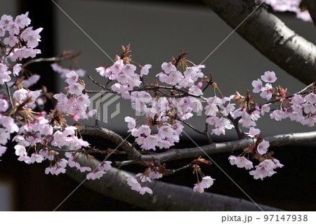 清浄華院　蜂須賀桜 97147938