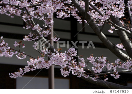 清浄華院 蜂須賀桜 清浄華院 蜂須賀桜 97147939