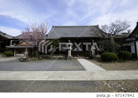 清浄華院 蜂須賀桜 清浄華院 蜂須賀桜 97147941