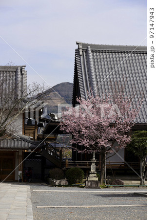 清浄華院　蜂須賀桜 97147943