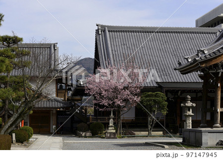 清浄華院 蜂須賀桜 清浄華院 蜂須賀桜 97147945