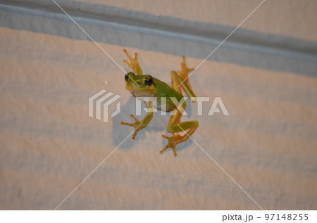 指を広げ壁に張り付きこちらを見るアマガエル 指を広げ壁に張り付きこちらを見るアマガエル 97148255