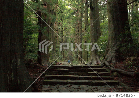 熊野古道大門坂の石畳と巨木 97148257