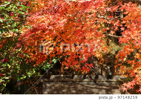 出世稲荷神社の紅葉 97148259