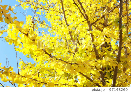 青空に映えるイチョウの黄色 青空に映えるイチョウの黄色 97148260