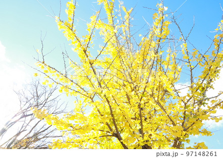 青空にに綺麗な黄色が映えるイチョウの木 97148261