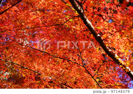 Fantastic autumn foliage at Kyoto Yamadera, - Stock Photo [97148379] -  PIXTA