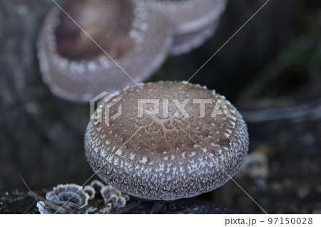 大きな原木シイタケ 97150028