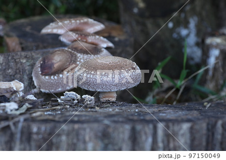 大きな原木シイタケ 97150049