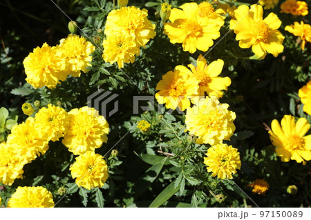 夏の花壇に咲く、マリーゴールドの花 97150089