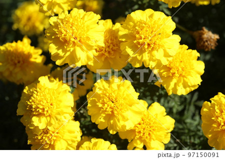 夏の花壇に咲く、マリーゴールドの花 97150091