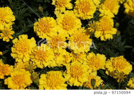夏の花壇に咲く、マリーゴールドの花 97150094