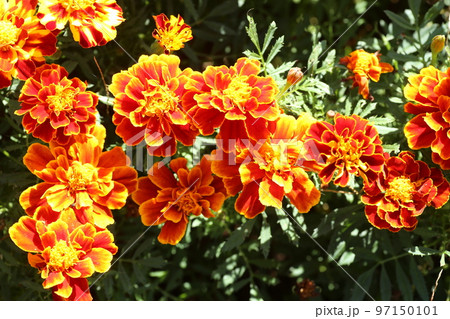 夏の花壇に咲く、マリーゴールドの花 97150101
