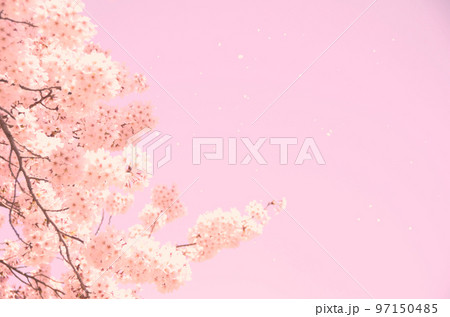 桜の花のピンク色の写真素材 97150485