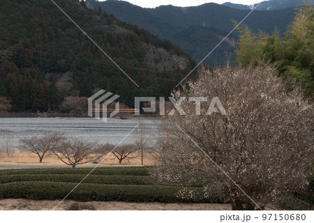 静岡県榛原郡川根本町にある大井川鐡道の大井川本線の駿河徳山駅と青部駅の間の車両と梅と茶畑 静岡県榛原郡川根本町にある大井川鐡道の大井川本線の駿河徳山駅と青部駅の間の車両と梅と茶畑 97150680