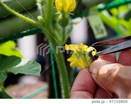 スイカの人工授粉、雄花の花弁を切り取る スイカの人工授粉、雄花の花弁を切り取る 97150800