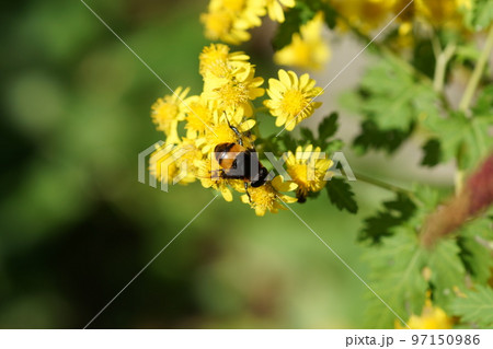 アワコガネギクの蜜を吸うオオハナアブ 97150986