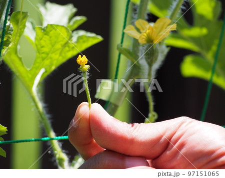 スイカの人工授粉・花弁を切り取り雄しべだけの状態 スイカの人工授粉・花弁を切り取り雄しべだけの状態 97151065