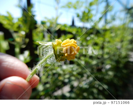 スイカの人工授粉・花弁を切り取り雄しべだけの状態 スイカの人工授粉・花弁を切り取り雄しべだけの状態 97151066