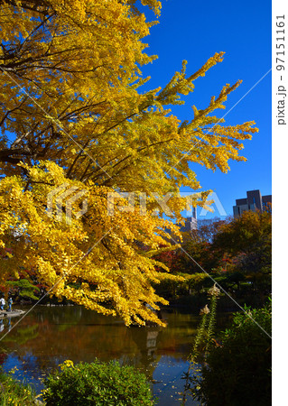 日比谷公園の雲形池の紅葉 日比谷公園の雲形池の紅葉 97151161