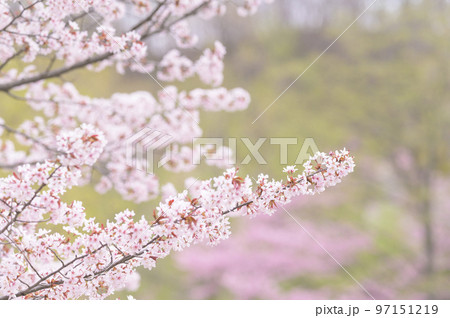 満開の桜（シネマティック動画との同時撮影） 97151219